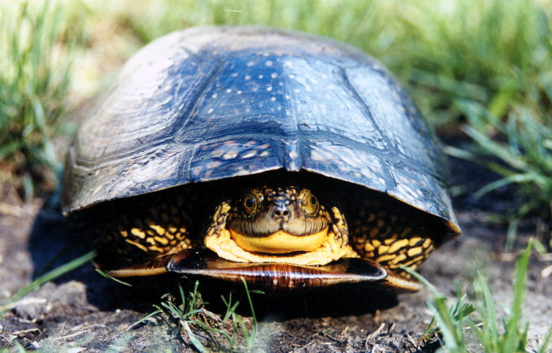 Blandings-turtle-800x512